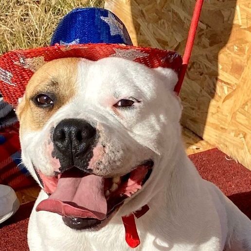 Enlarge Libby, a Adoptable American Bulldog in Hagerman, NM image 4/6