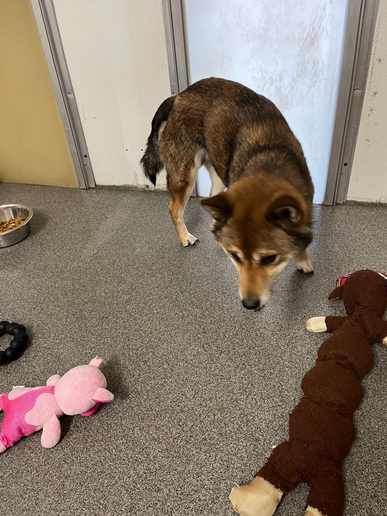 Banks, Adopted, Adult Male Shiba Inu.