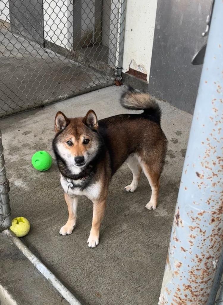 Enlarge Banks, a Adopted Shiba Inu in Lunenburg, VT image 2/2