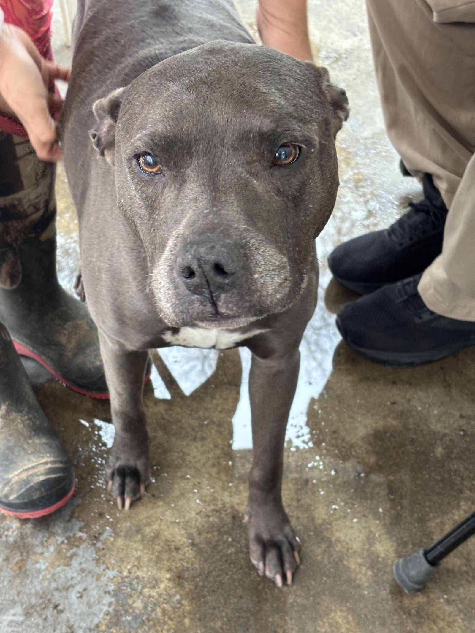 Enlarge Maisy Dixon, a Adopted Pit Bull Terrier in Rockaway, NJ image 1/1