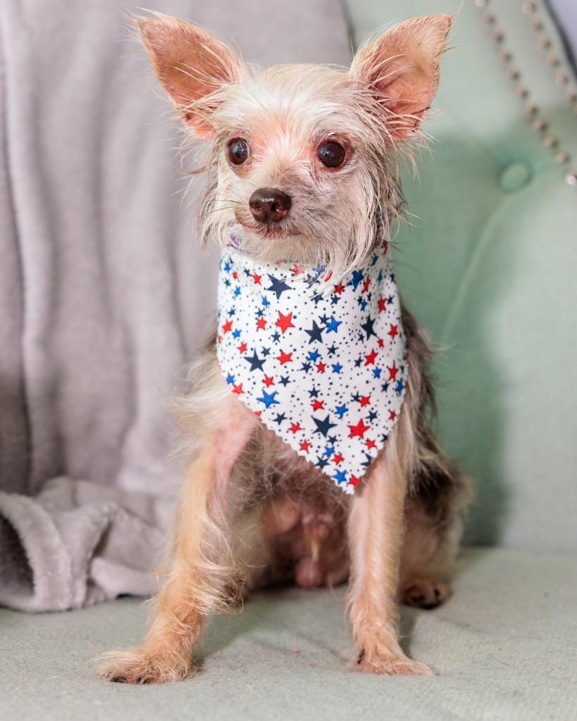 Tito, Adoptable, Senior Male Yorkshire Terrier.