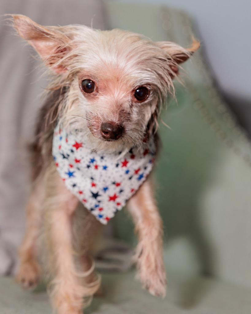 Tito, a Adoptable Yorkshire Terrier in Bryan, TX image 2/5