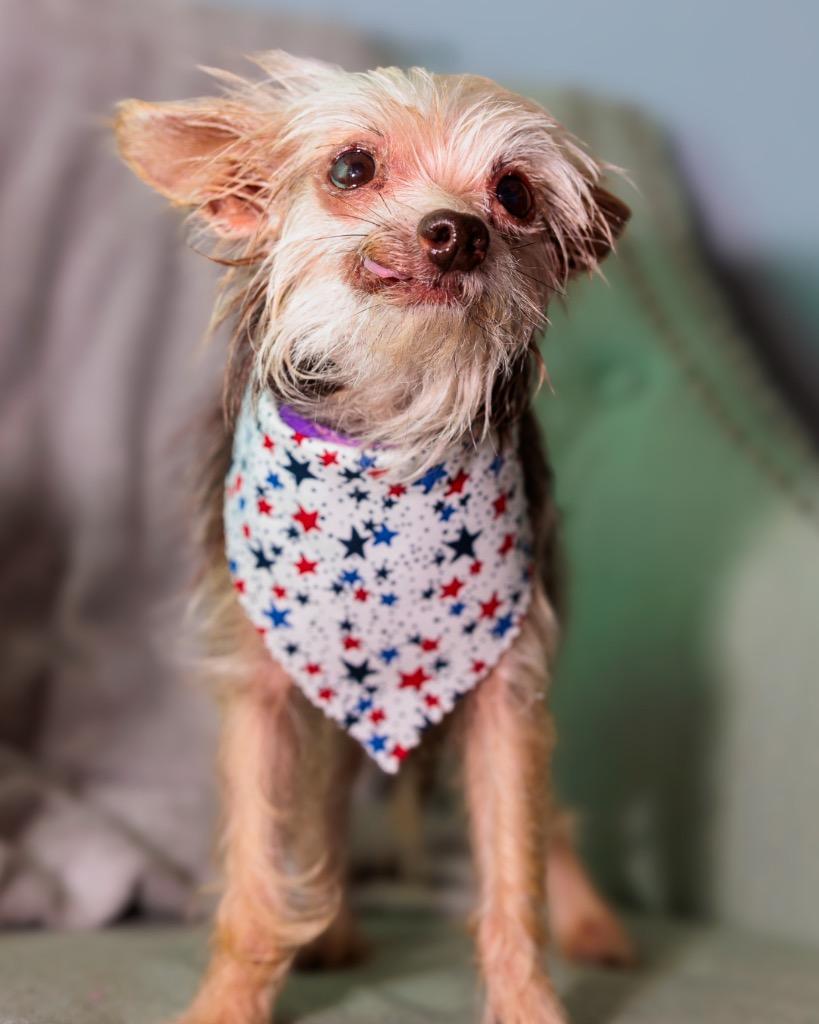 Tito, a Adoptable Yorkshire Terrier in Bryan, TX image 3/5