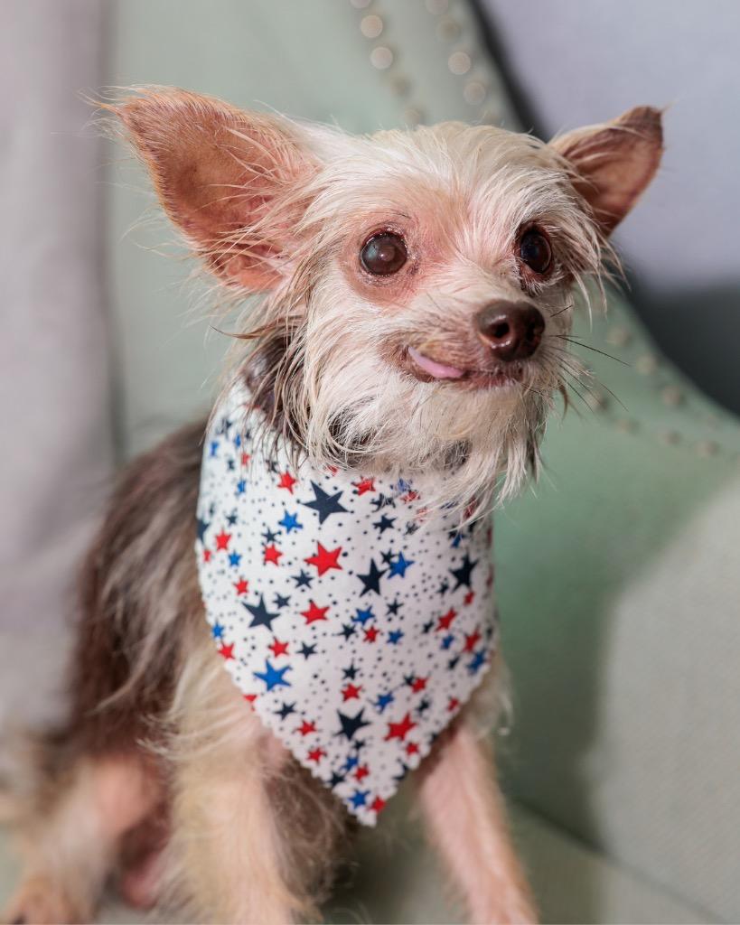 Tito, a Adoptable Yorkshire Terrier in Bryan, TX image 4/5
