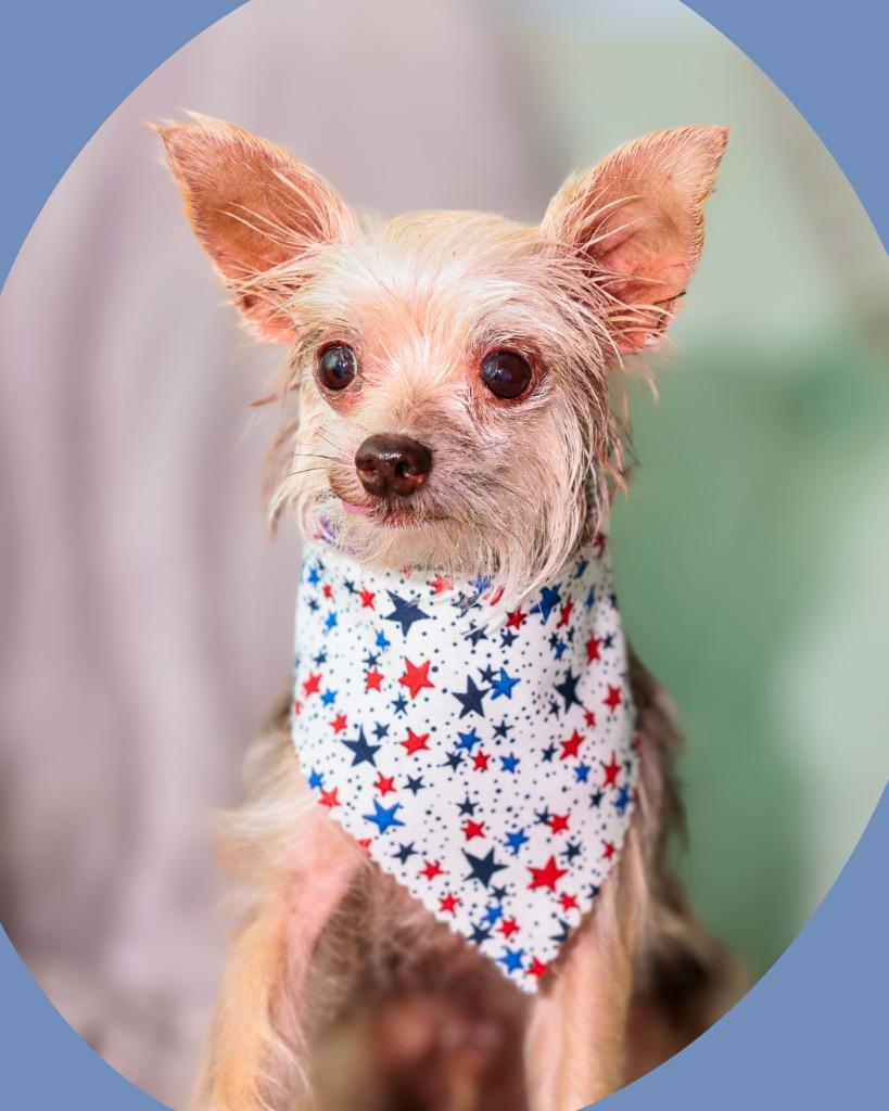 Tito, a Adoptable Yorkshire Terrier in Bryan, TX image 5/5