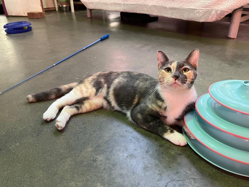 Mara, Adoptable, Adult Female Domestic Short Hair.