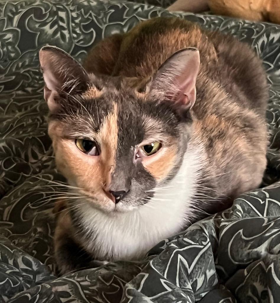 Mara, a Adoptable mixed breed in Pittsboro, NC image 2/2