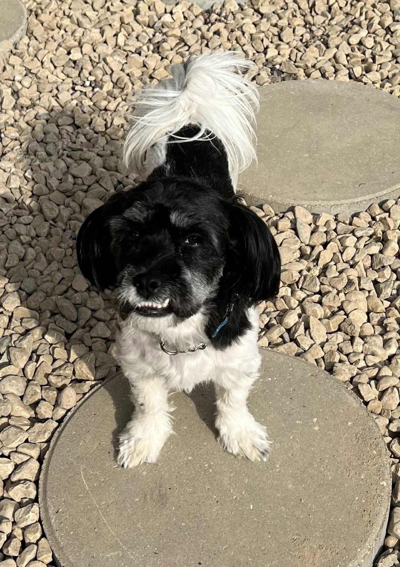 Oreo
