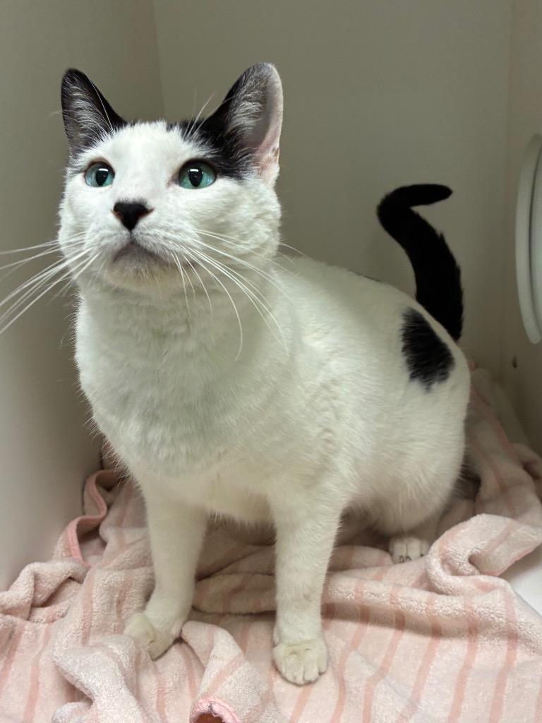 Enlarge Sterling, a Adoptable mixed breed in Bryant, AR image 1/3