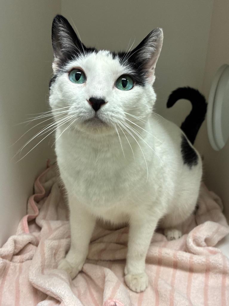 Enlarge Sterling, a Adoptable mixed breed in Bryant, AR image 2/3