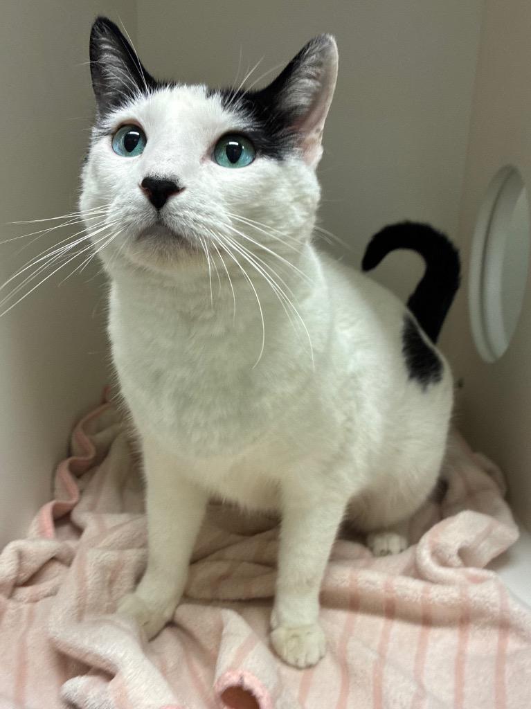 Enlarge Sterling, a Adoptable mixed breed in Bryant, AR image 3/3