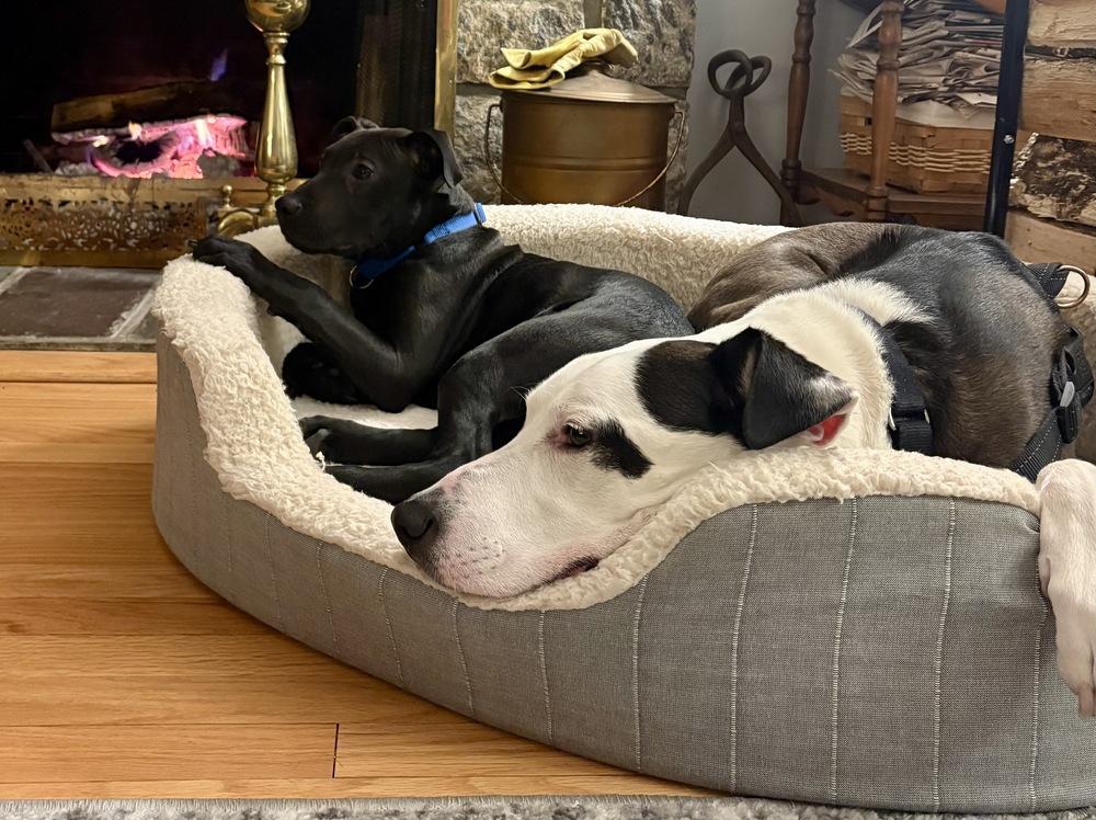 Bean, Adoptable, Puppy Male Pit Bull Terrier.