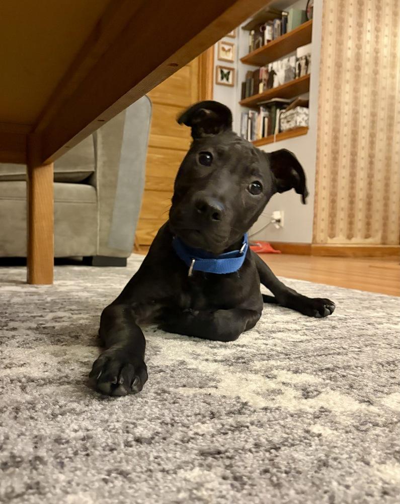 Enlarge Bean, a Adoptable mixed breed in Greenlawn, NY image 2/6