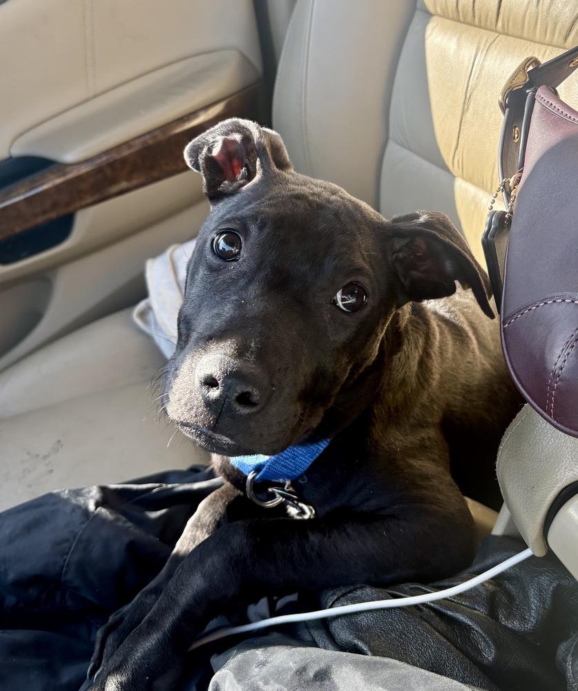 Enlarge Bean, a Adoptable mixed breed in Greenlawn, NY image 3/6