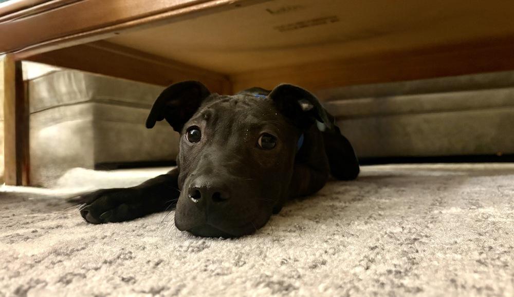 Enlarge Bean, a Adoptable mixed breed in Greenlawn, NY image 4/6