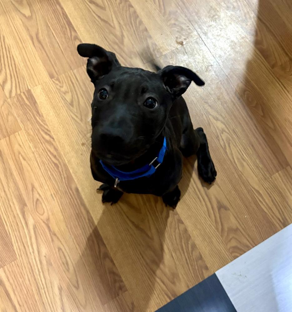 Enlarge Bean, a Adoptable mixed breed in Greenlawn, NY image 5/6