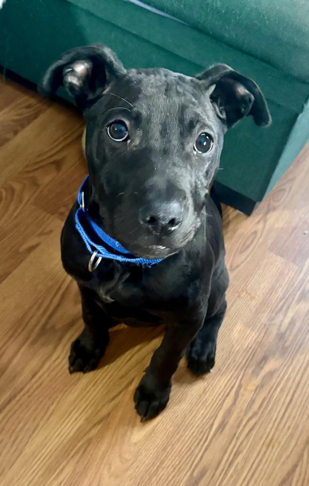 Enlarge Bean, a Adoptable mixed breed in Greenlawn, NY image 6/6