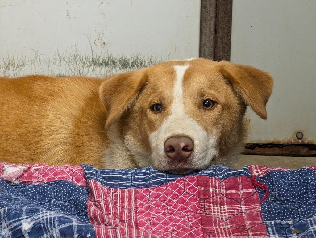 Enlarge Courage, a Adopted mixed breed in Virginia, MN image 1/1