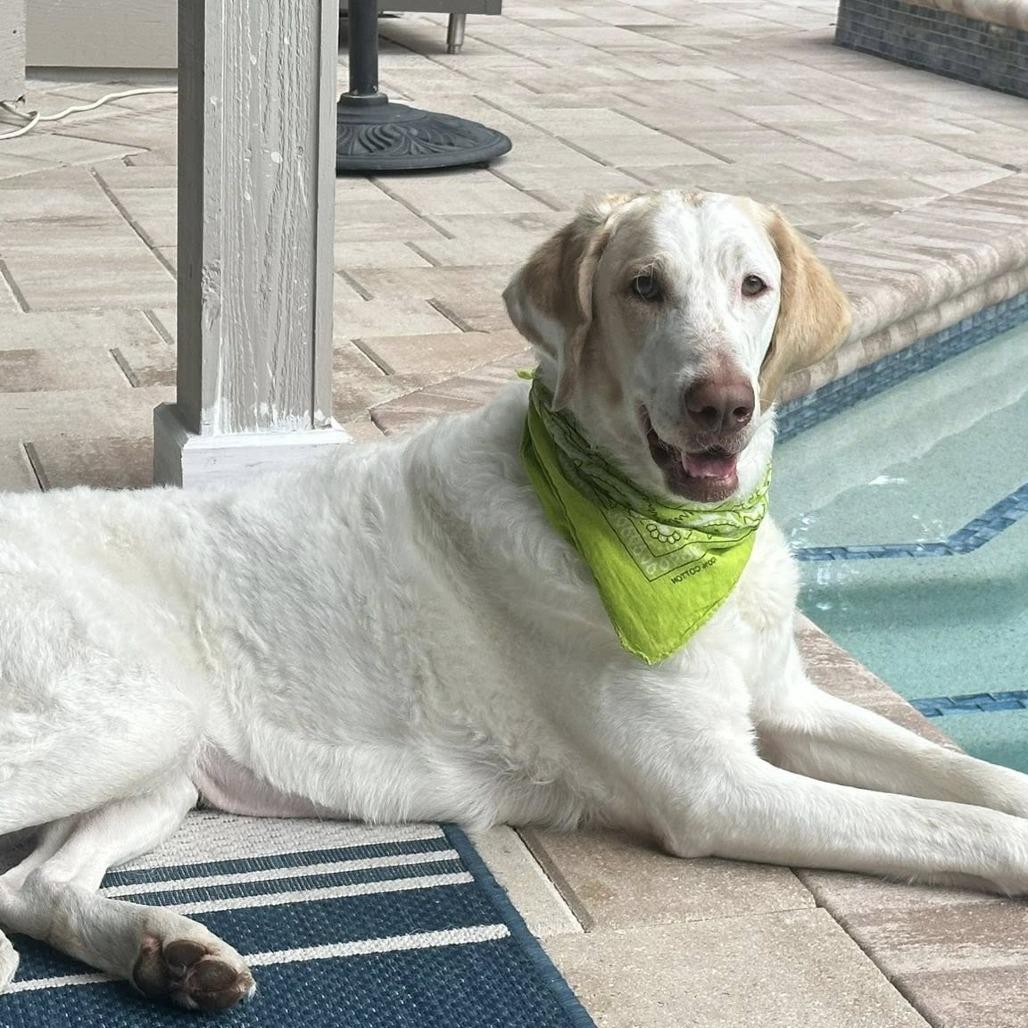 Molly, Adoptable, Adult Female Standard Poodle & Golden Retriever.