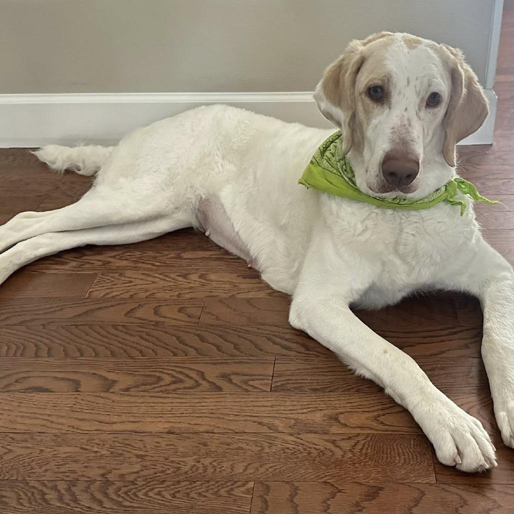 Enlarge Molly, a Adoptable mixed breed in Sarasota, FL image 2/6