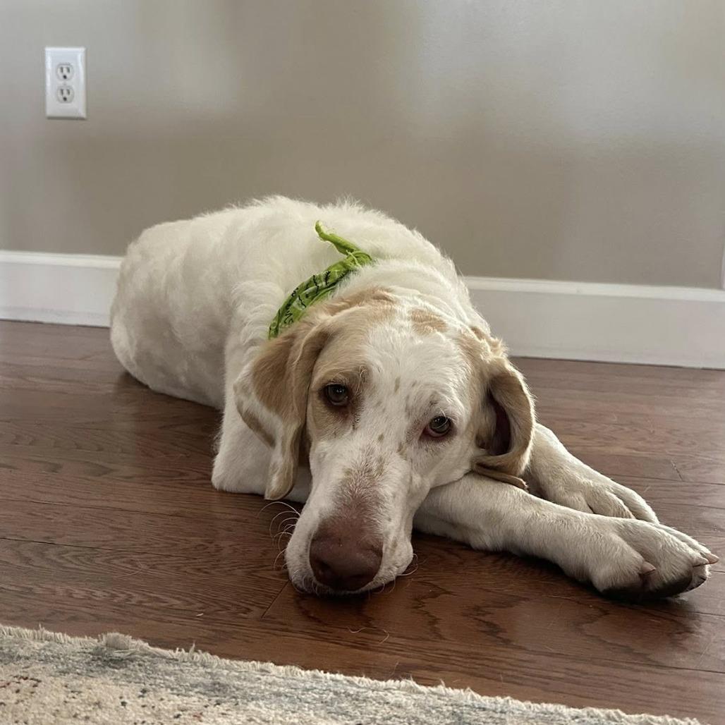 Enlarge Molly, a Adoptable mixed breed in Sarasota, FL image 3/6