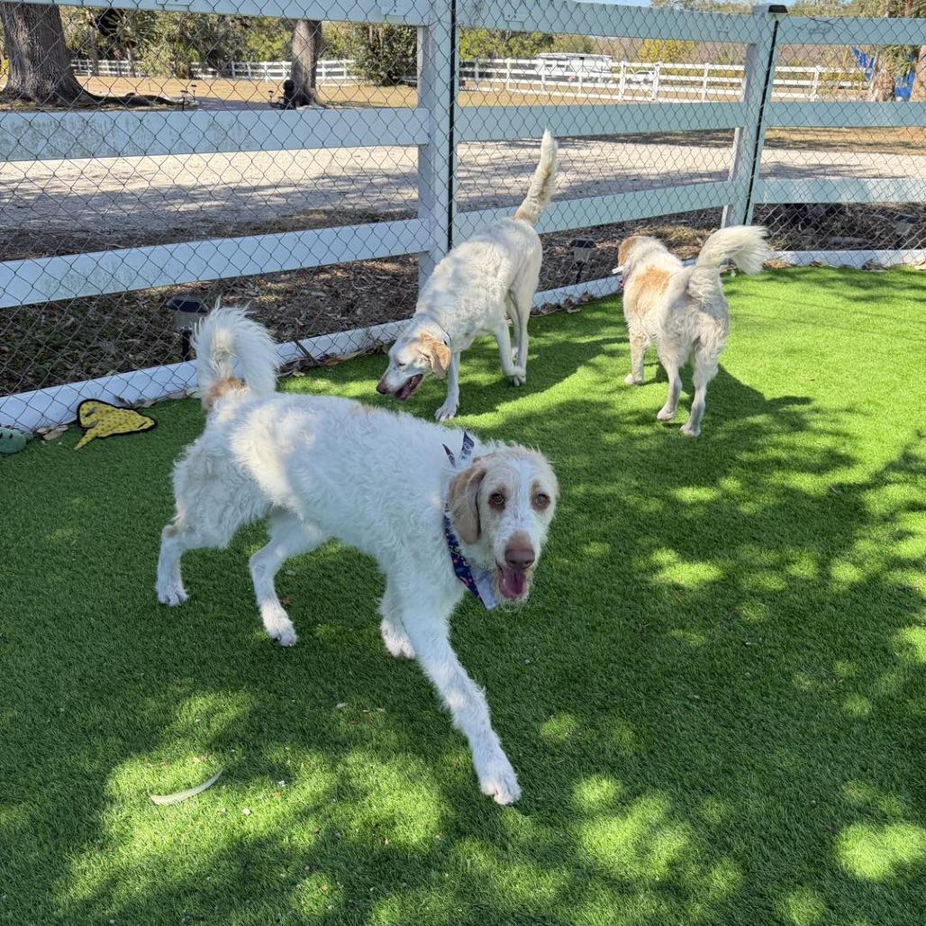 Enlarge Molly, a Adoptable mixed breed in Sarasota, FL image 4/6