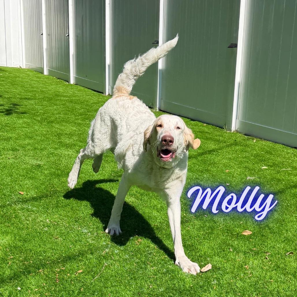 Enlarge Molly, a Adoptable mixed breed in Sarasota, FL image 5/6