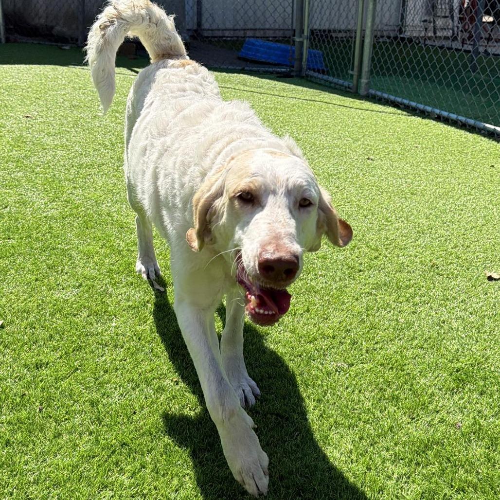 Enlarge Molly, a Adoptable mixed breed in Sarasota, FL image 6/6