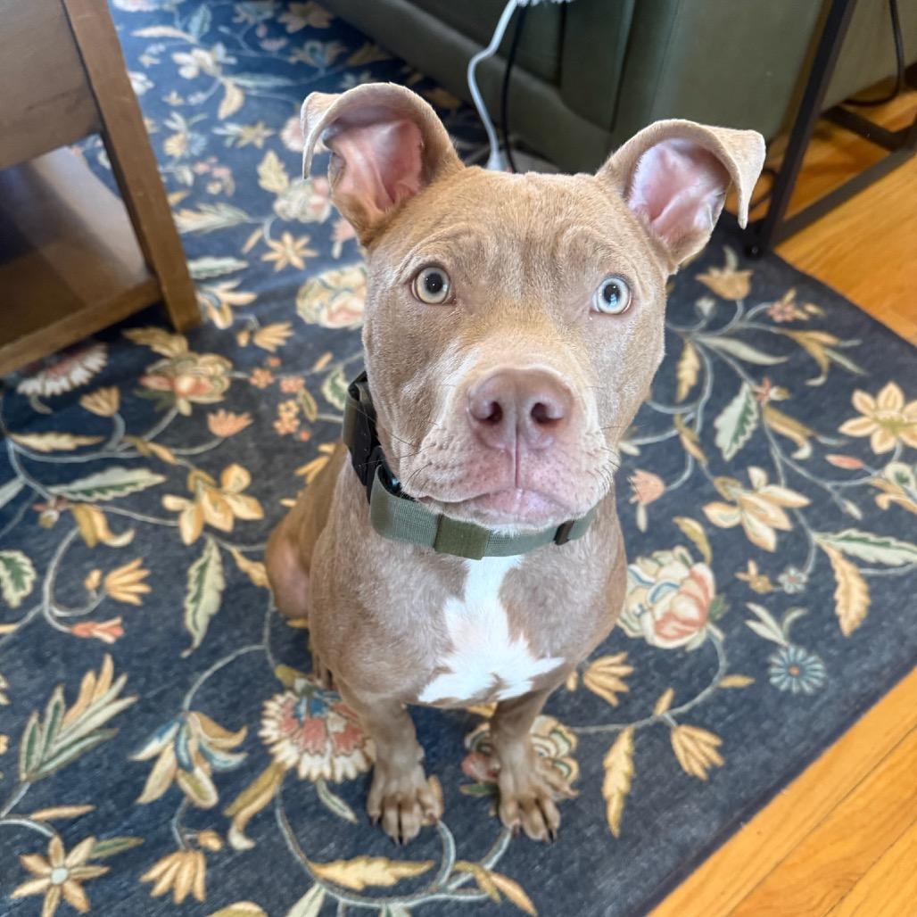 Churro, Adoptable, Young Male American Staffordshire Terrier.