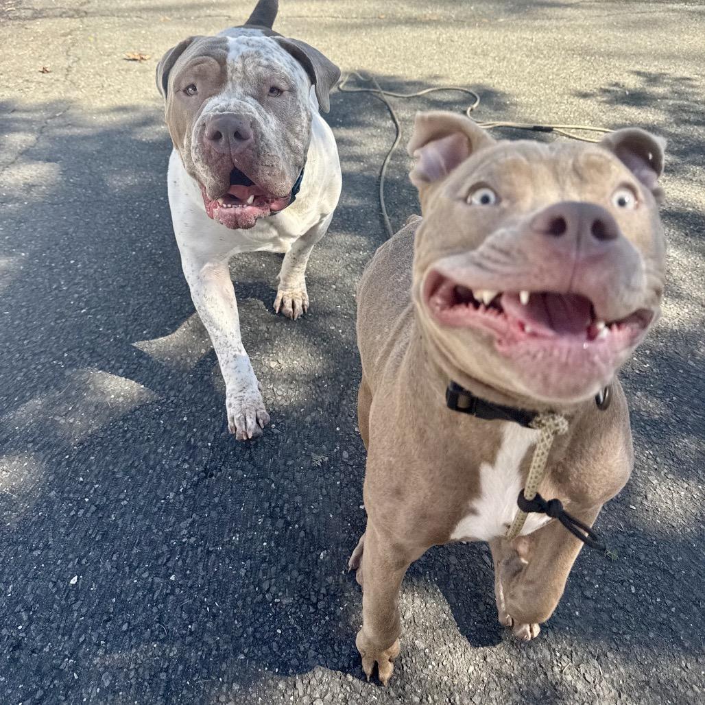 Enlarge Churro, a Adoptable American Staffordshire Terrier in Los Angeles, CA image 2/6