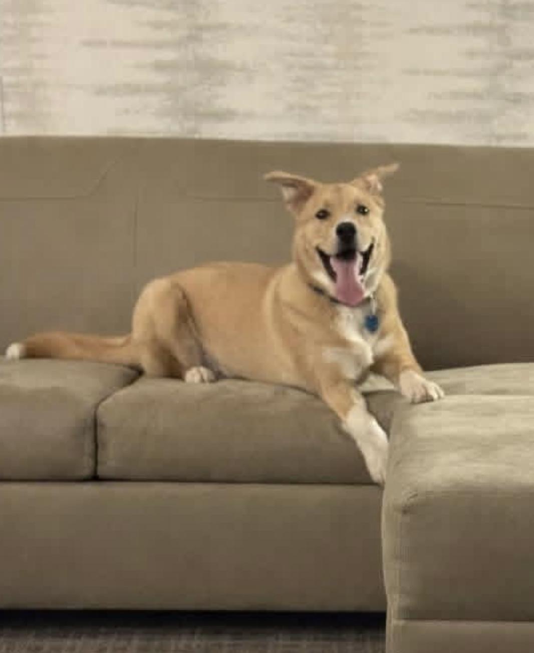 Enlarge Awesome , a Adoptable mixed breed in Hagerstown, MD image 3/6