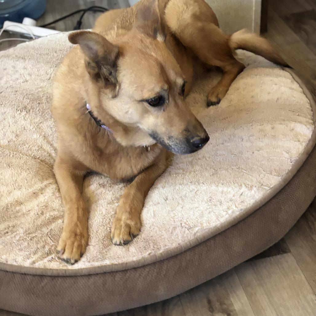 Princess, Adoptable, Senior Female German Shepherd Dog.