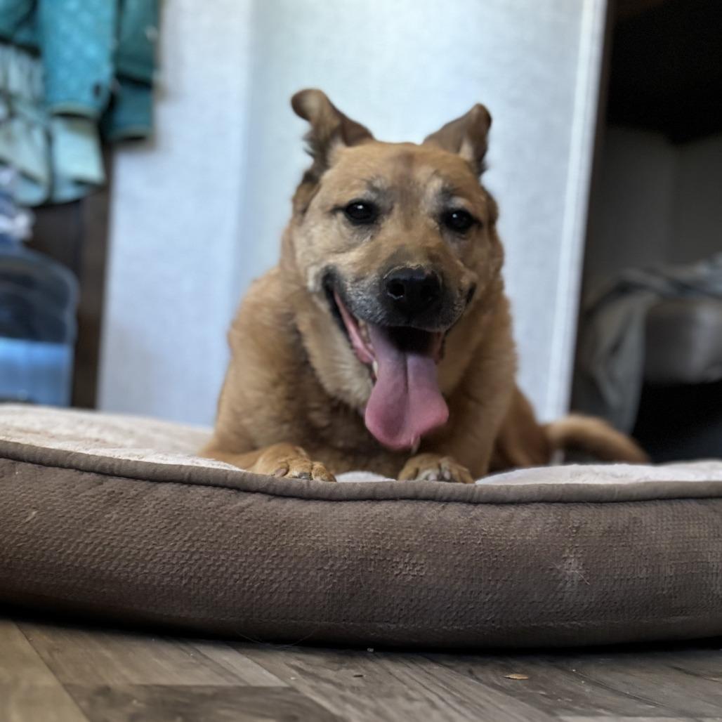 Enlarge Princess, a Adoptable German Shepherd Dog in Stagecoach, NV image 2/3