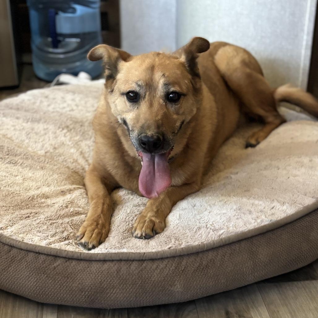 Enlarge Princess, a Adoptable German Shepherd Dog in Stagecoach, NV image 3/3