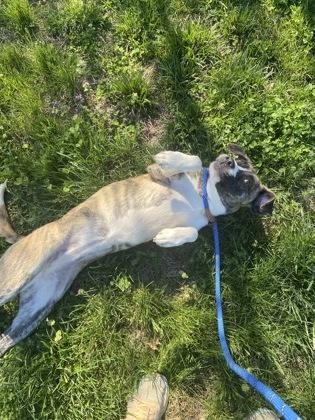 Enlarge Emmy, a Adoptable mixed breed in Columbus, IN image 1/3