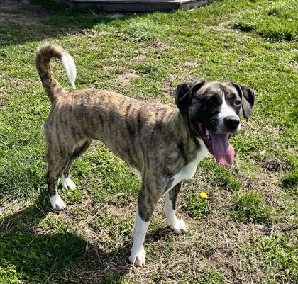 Enlarge Emmy, a Adoptable mixed breed in Columbus, IN image 2/3