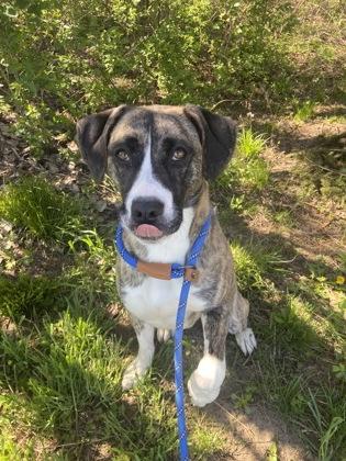 Enlarge Emmy, a Adoptable mixed breed in Columbus, IN image 3/3