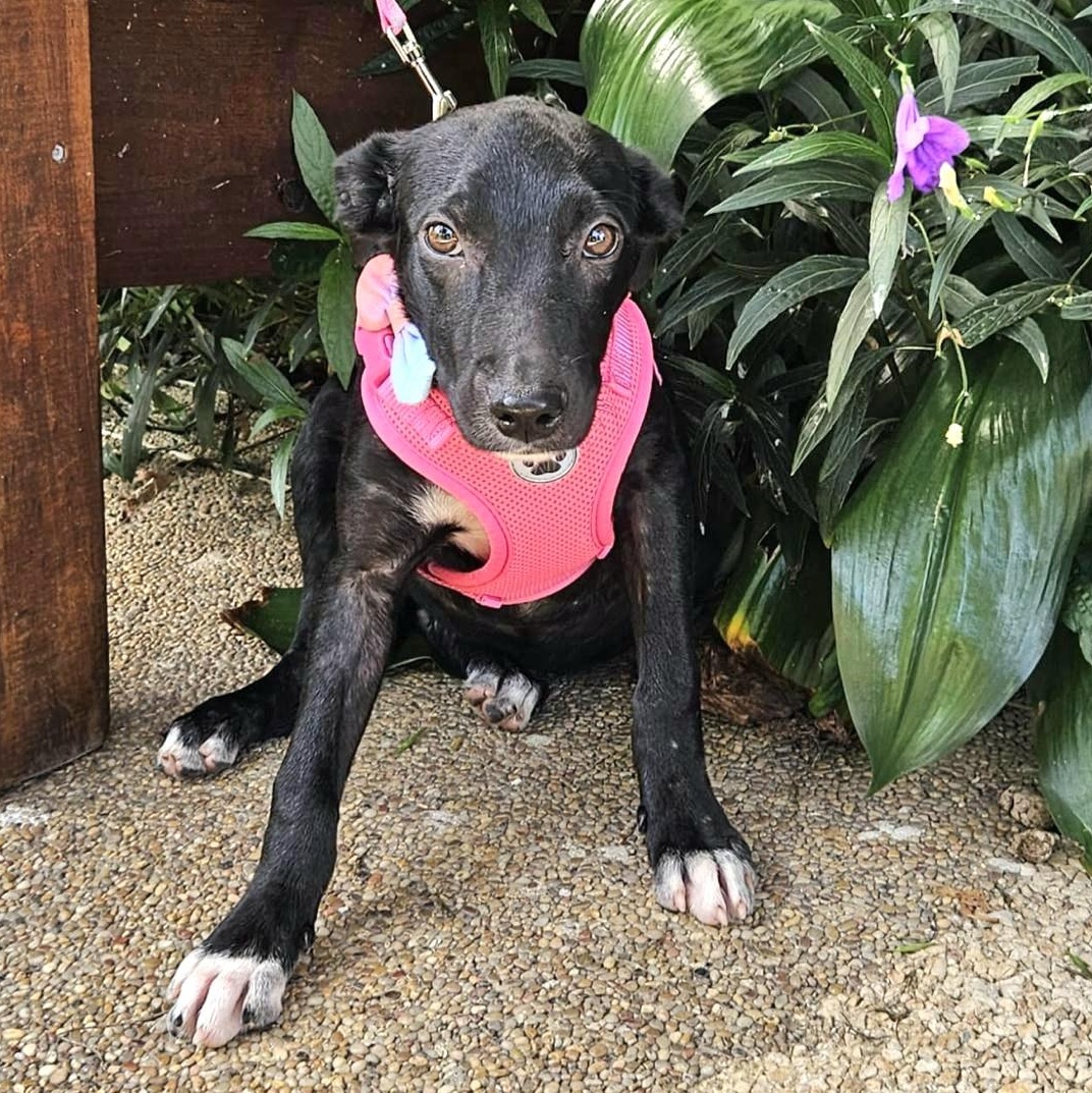 Serena "let Me Swim thumbnail 2