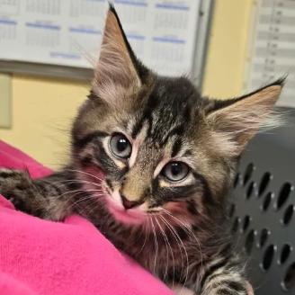 Enlarge Ringo, a Adoptable Domestic Short Hair in Shinnston, WV image 1/1