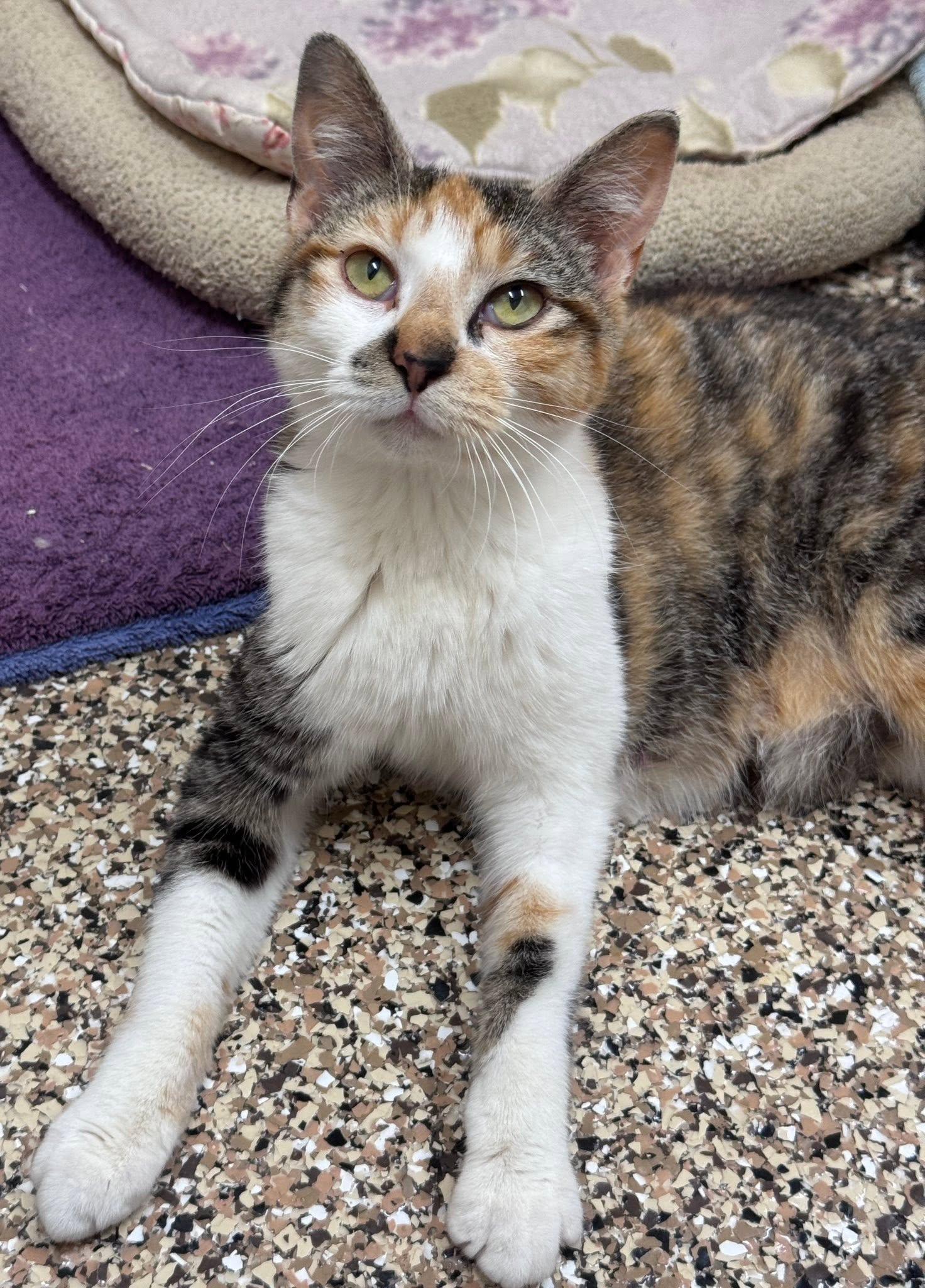 Prada, ADOPTABLE, Young Female Domestic Short Hair.