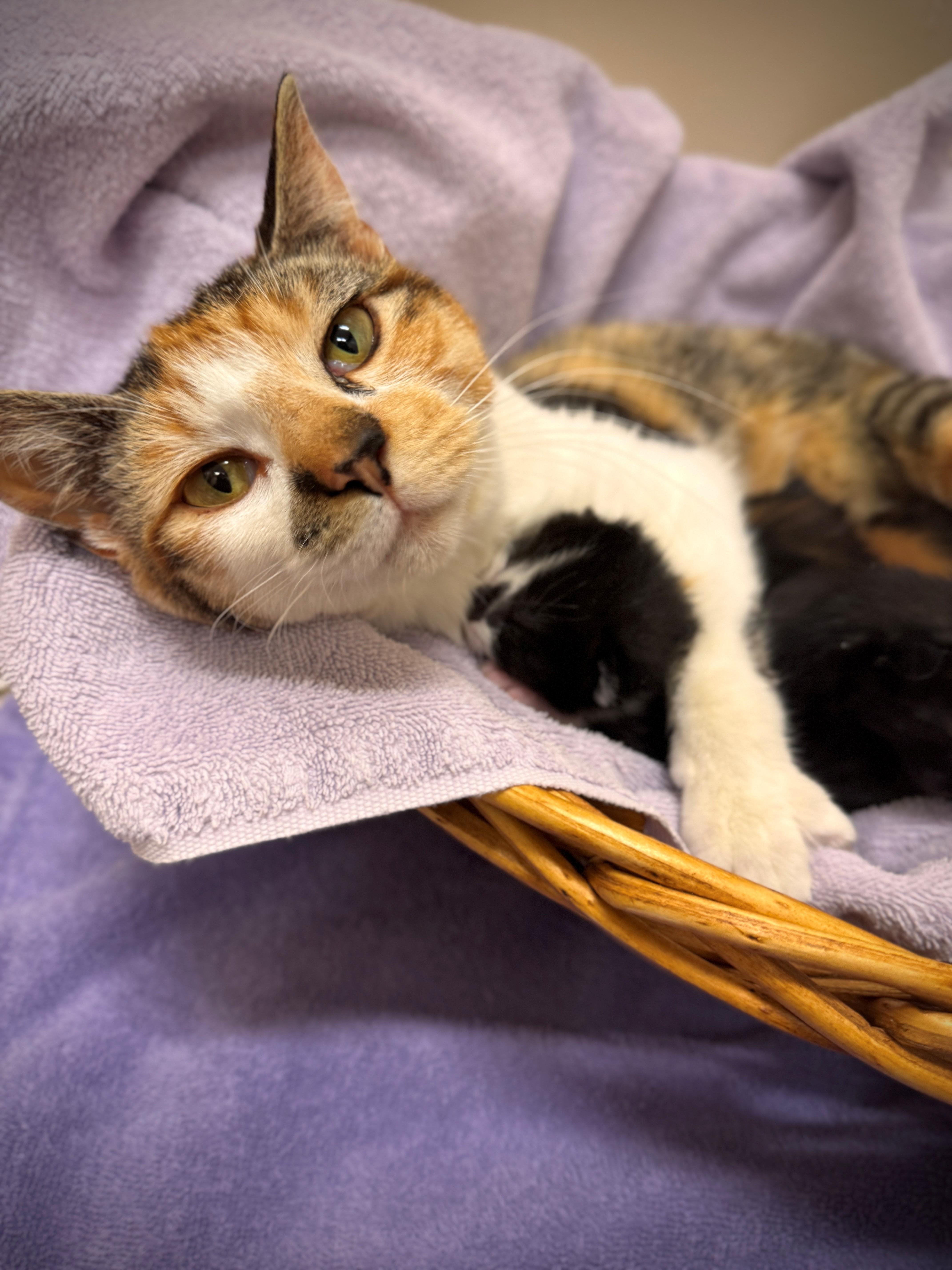 Prada, a ADOPTABLE Domestic Short Hair in Hackensack, MN image 4/4