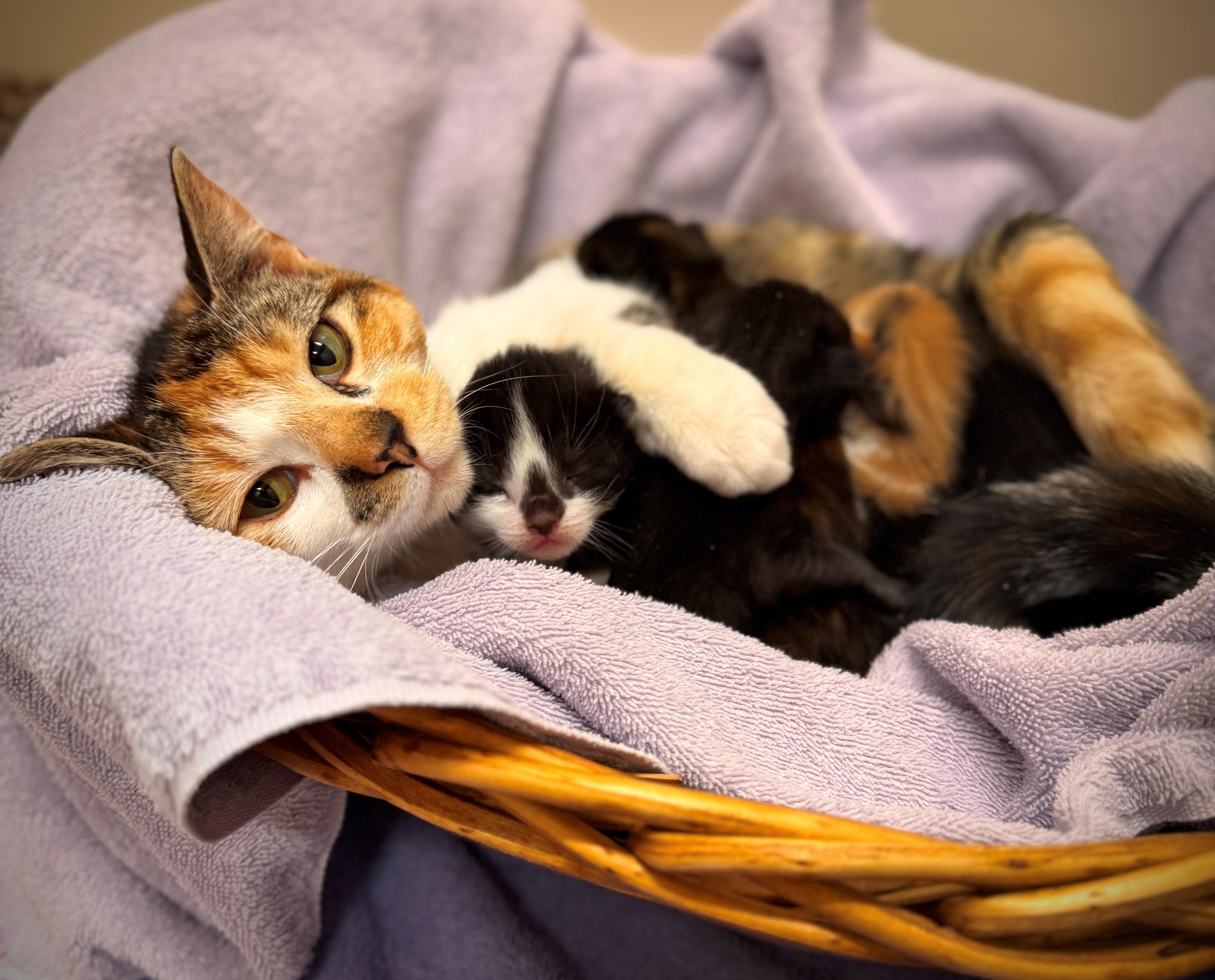 Prada, a ADOPTABLE Domestic Short Hair in Hackensack, MN image 3/4
