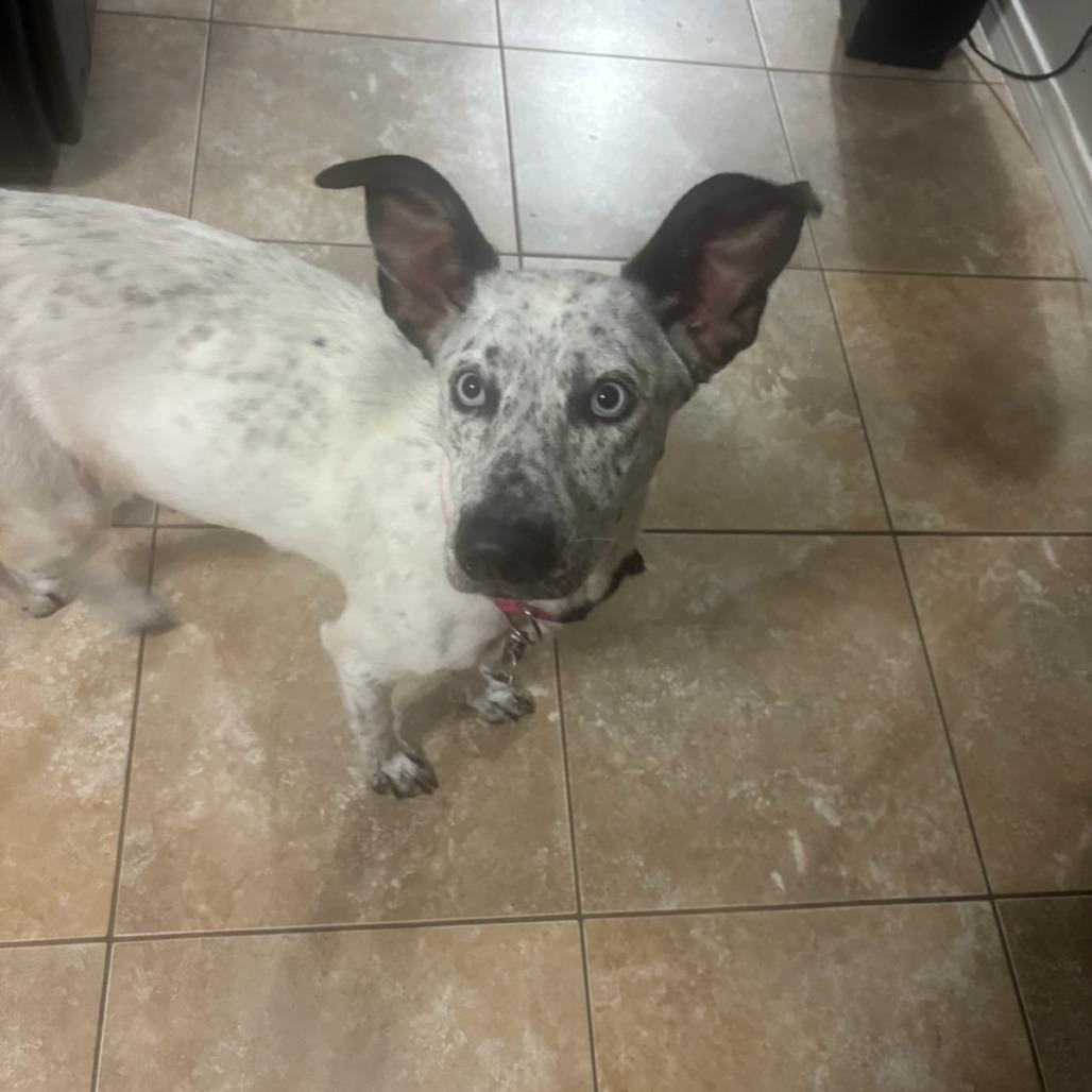 Kona, Adoptable, Young Female Catahoula Leopard Dog & Terrier.