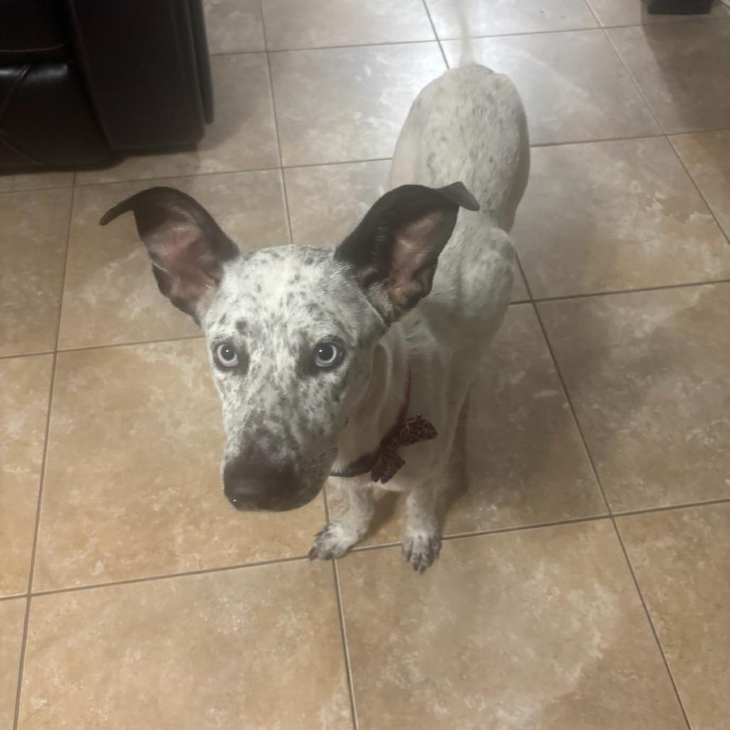 Enlarge Kona, a Adoptable mixed breed in San Antonio, TX image 2/2