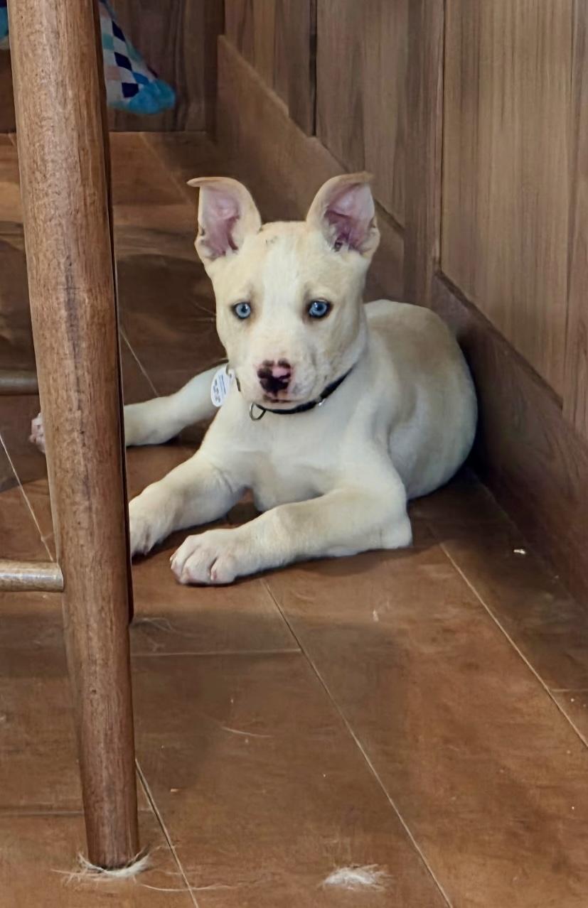 Angelo, Adoptable, Puppy Male Pit Bull Terrier & Siberian Husky.