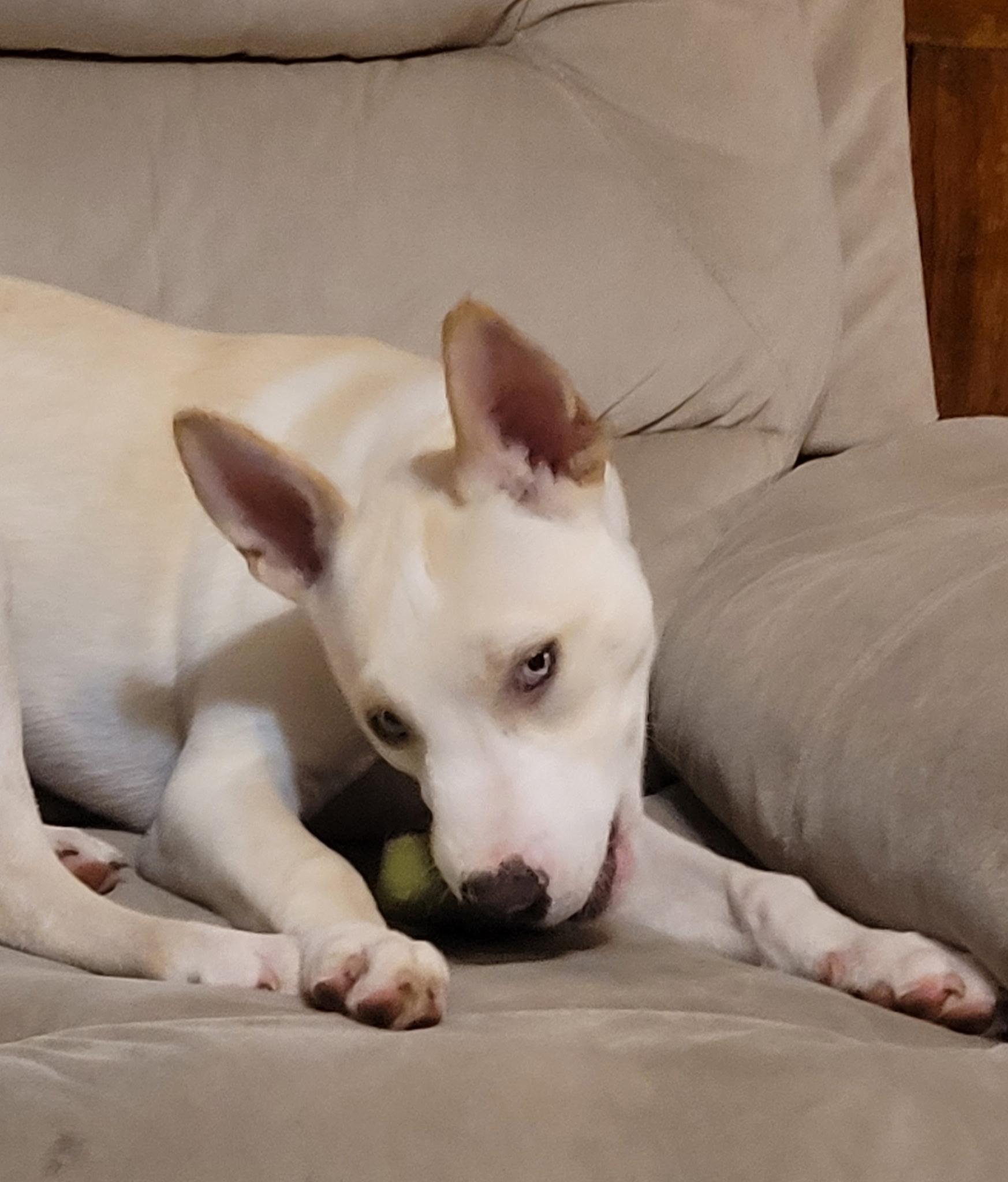Angelo, Adoptable, Puppy Male Pit Bull Terrier & Siberian Husky.