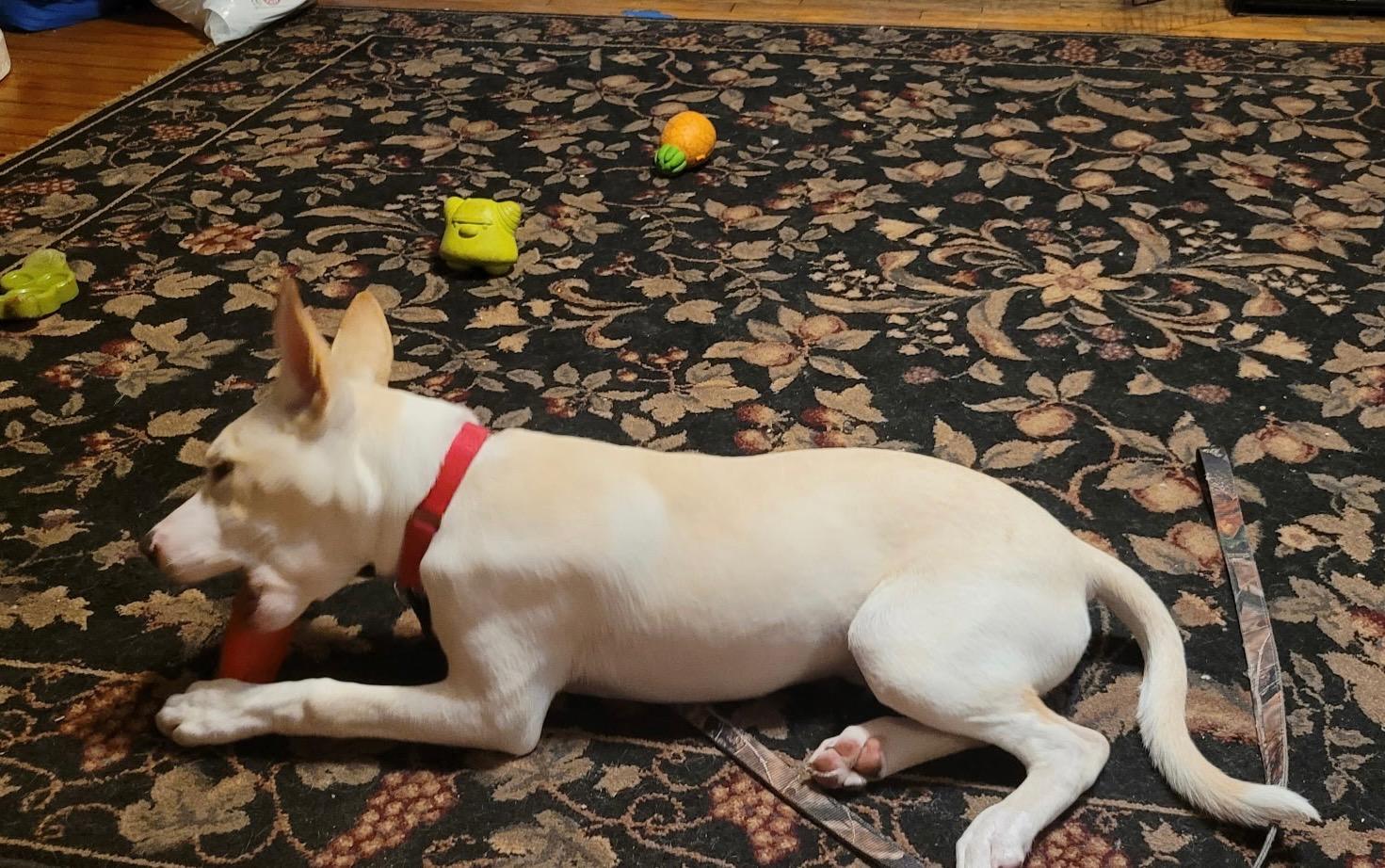 Enlarge Angelo, a Adoptable mixed breed in Glover, VT image 2/2