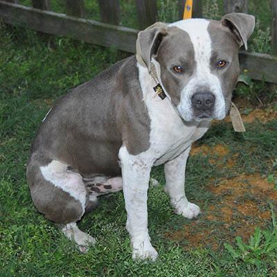 Cyrus, Adult Male American Staffordshire Terrier