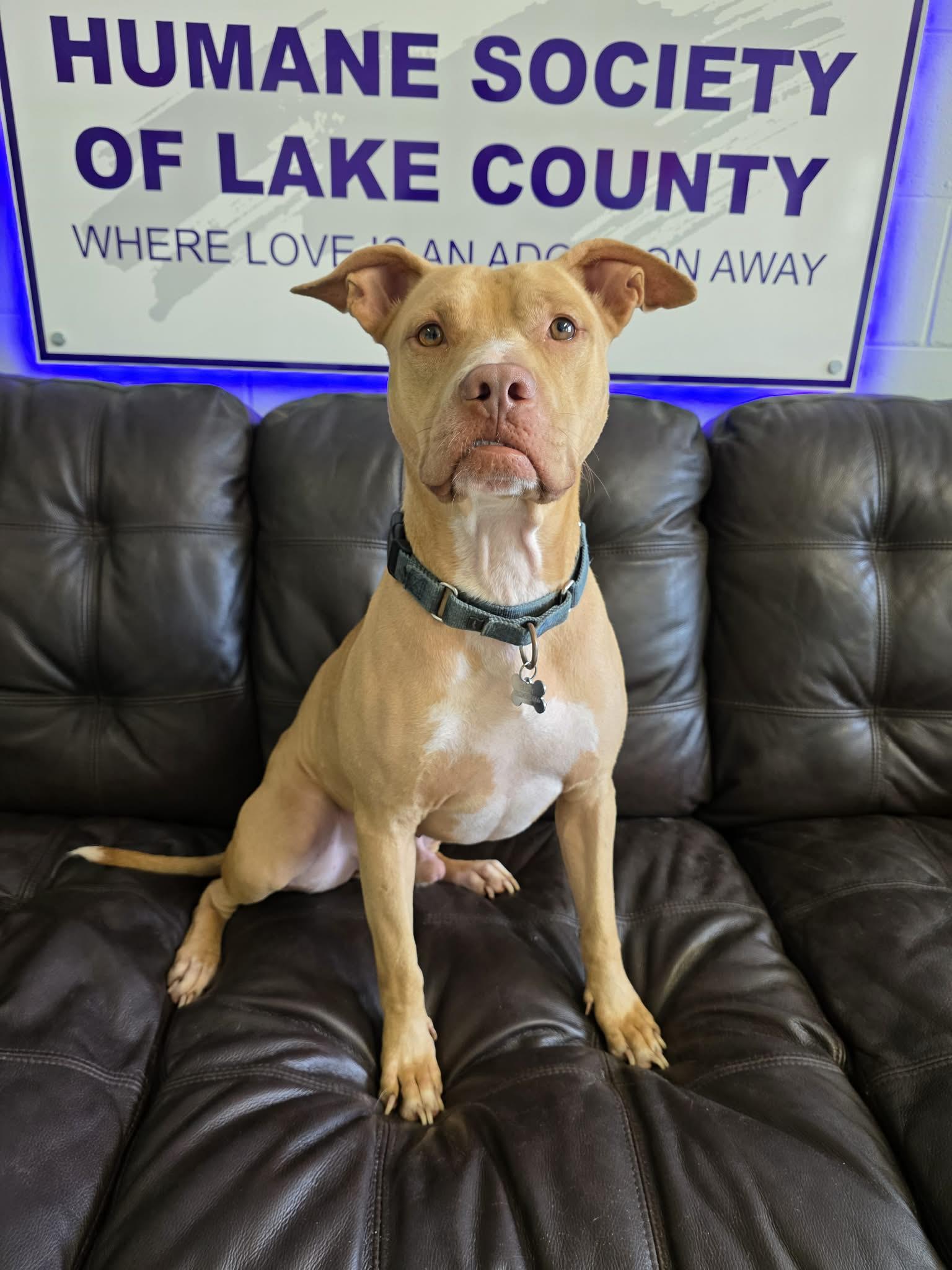 Enlarge Buddy (SPONSORED), a Adoptable mixed breed in Umatilla, FL image 4/4