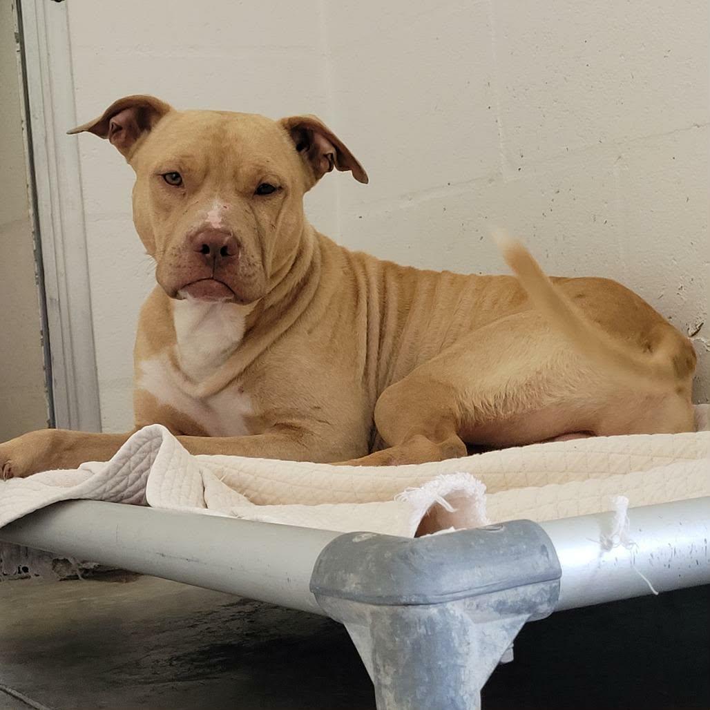 Enlarge Buddy, a Adoptable mixed breed in Umatilla, FL image 2/3